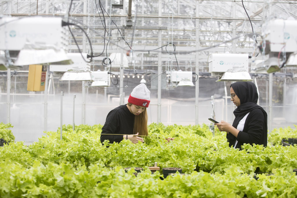 Undergraduate Horticultural students Pia Campbell and Ruqayah Bhuiyan collect data while harvesting leafy green vegetables.